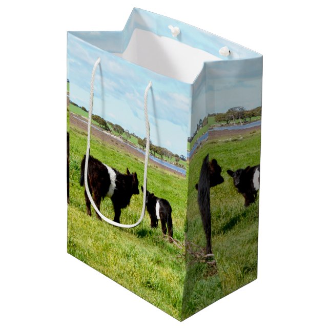 Vache Galloway, Sac Cadeau (Devant Angle)