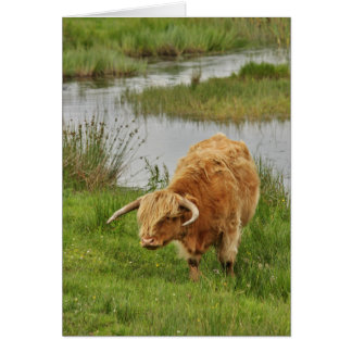 Vache Highland en herbe