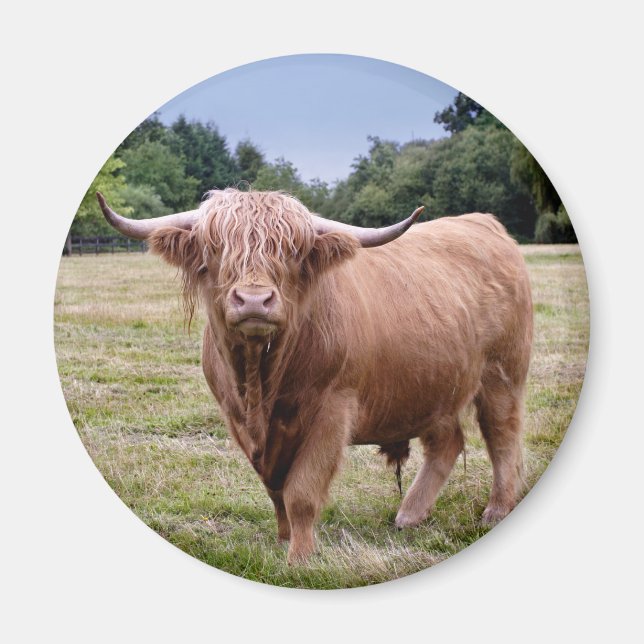 Vache Highland Magnet (Devant)