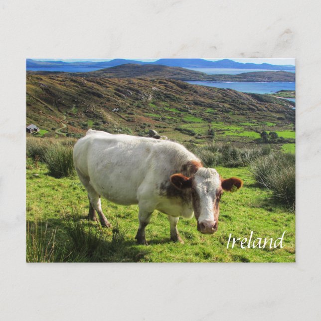 Vache Irlandaise, Anneau De Kerry, Carte Postale I (Devant)