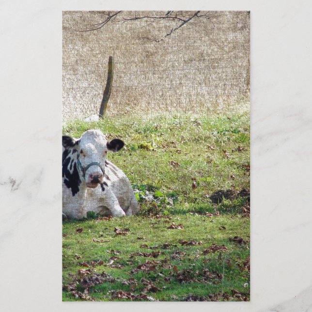 Vache laitière reposante (Devant)