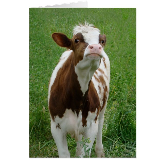 Vache laitière sur la ferme (Devant)