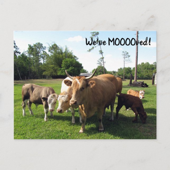 Vache - Nouvelle carte postale d'adresse - Nous av (Devant)
