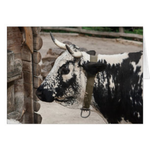 Vache pustérile