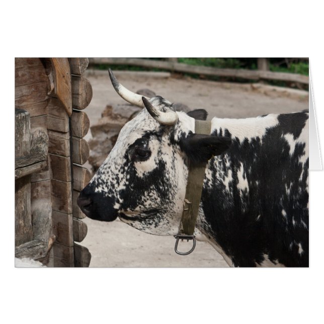 Vache pustérile (Devant horizontal)