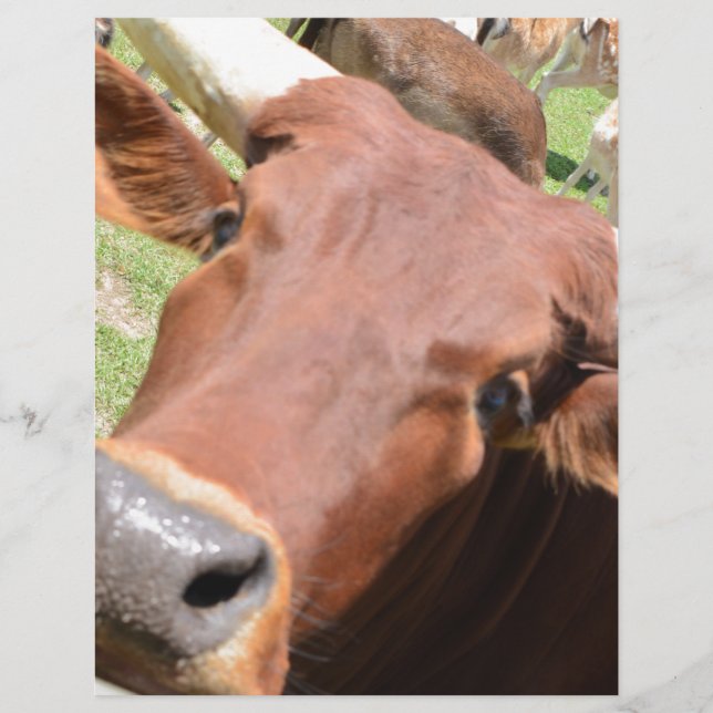 Vache Safari Brown (Devant)
