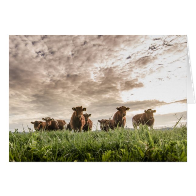 Vaches (Devant horizontal)