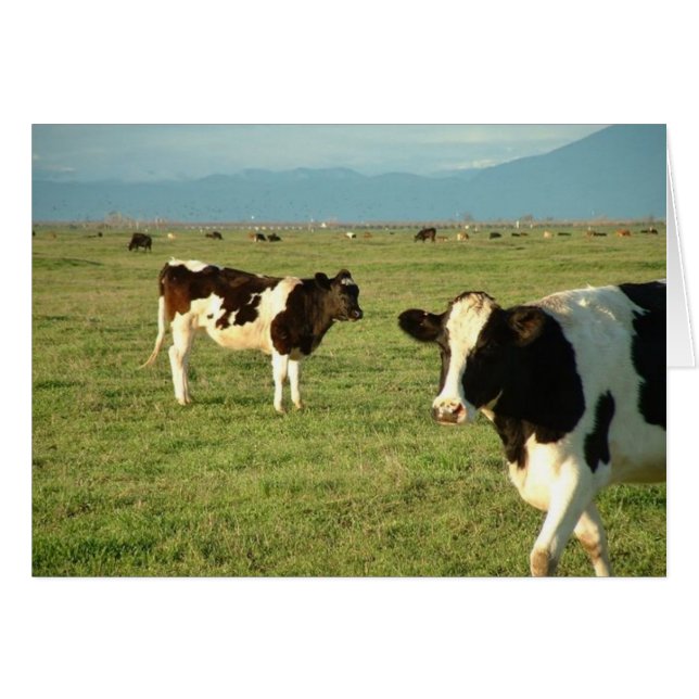 vaches a du fromage (Devant horizontal)