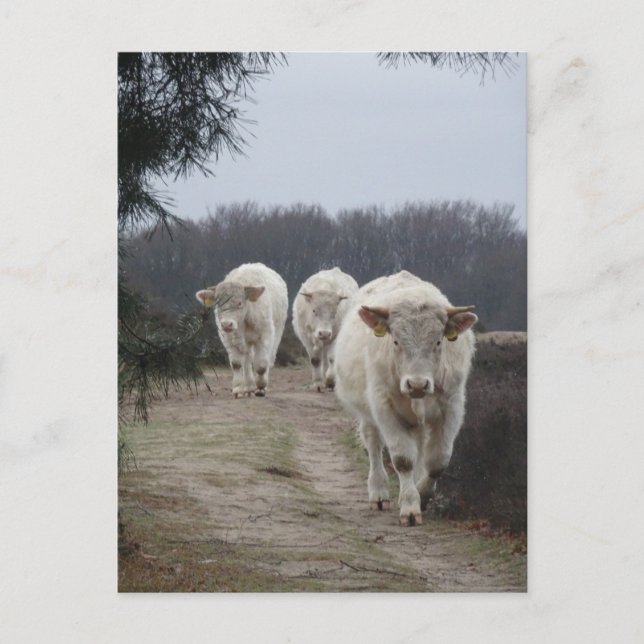 Vaches blanches do-it-yourself carte postale (Devant)