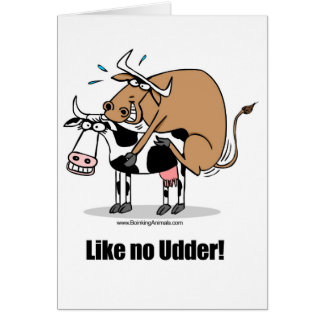 vaches boinking