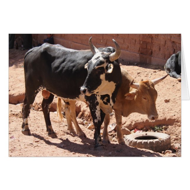 Vaches Bulles avec cornes Carte de voeux (Devant Horizontal)