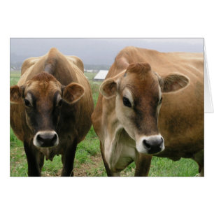 Vaches curieuses