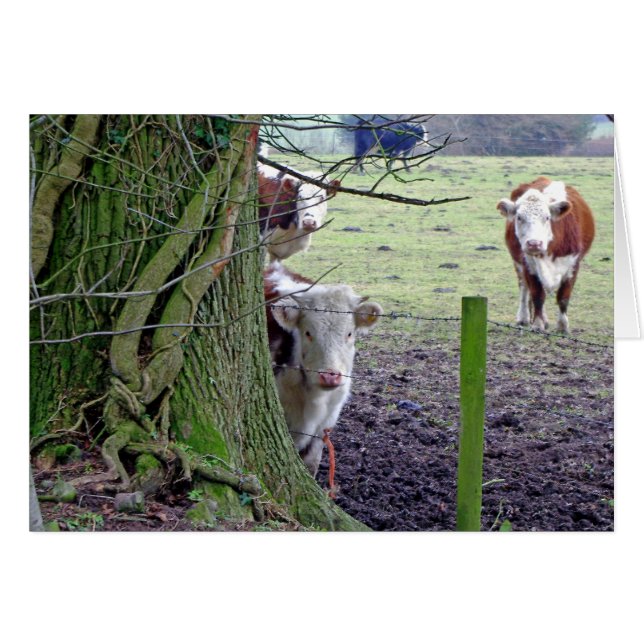 Vaches dans le champ (Devant horizontal)
