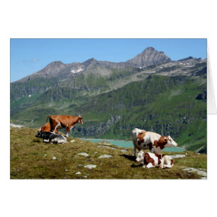 Vaches Dans Les Montagnes