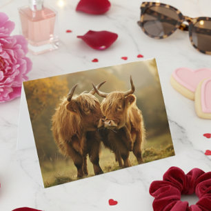 Vaches des Highlands amoureuses Carte postale