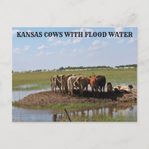 Vaches du Kansas avec eau inondée Carte postale