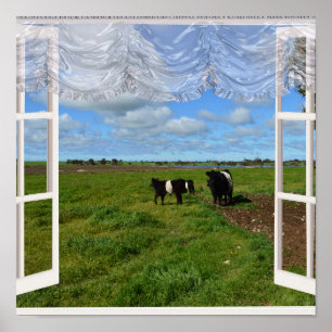 Vaches galloway à travers une fenêtre, affiche