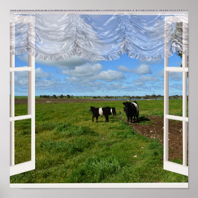 Vaches galloway à travers une fenêtre, affiche (Devant)
