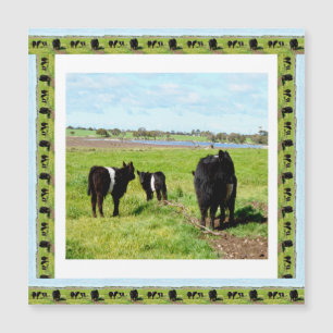 Vaches Galloway encadrées, Carte magnétique
