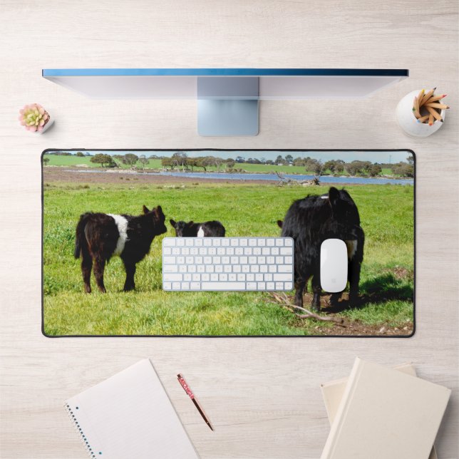 Vaches Galloway Pour La Mère Et Le Bébé, Mat De Bu (Bureau 1)