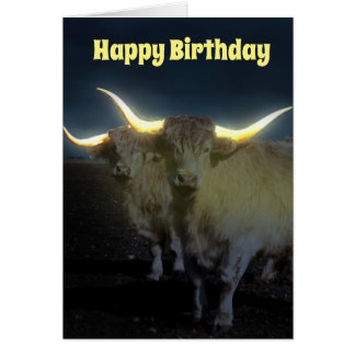 Vaches Highland Avec Luminosité, Carte Anniversair