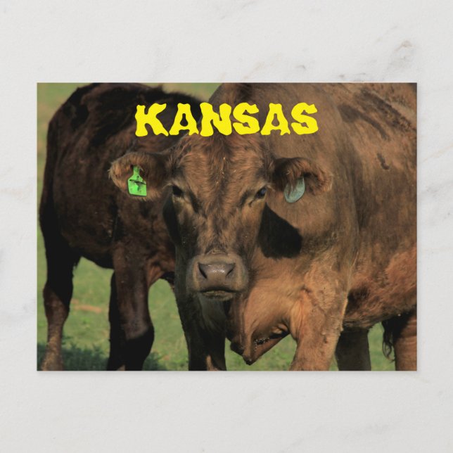 Vaches Kansas dans une carte postale de pâturage. (Devant)