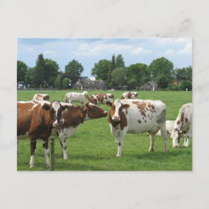 Vaches laitières vous regardant Carte postale