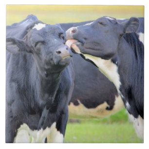 Vaches meilleurs amis embrasser Carreaux