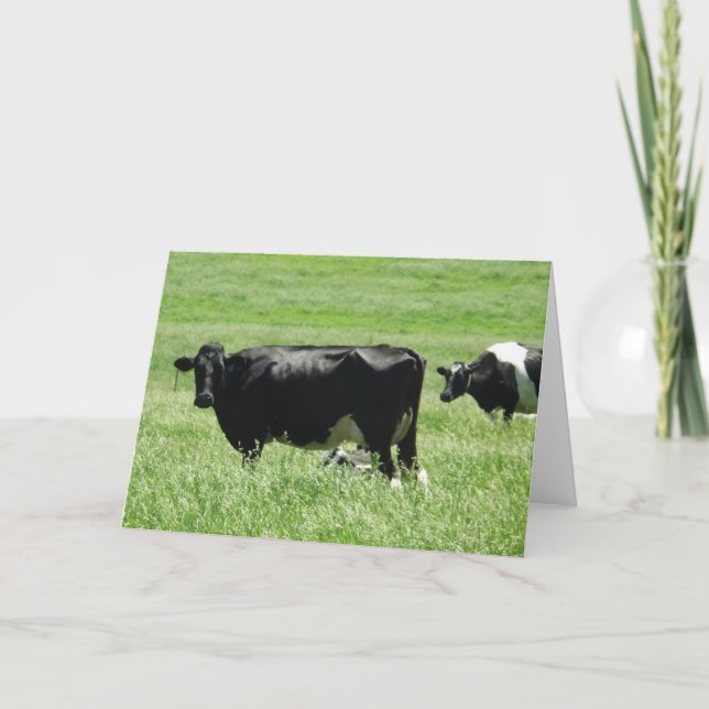 Vaches noires et blanches mignonnes sur carte blan (Devant)
