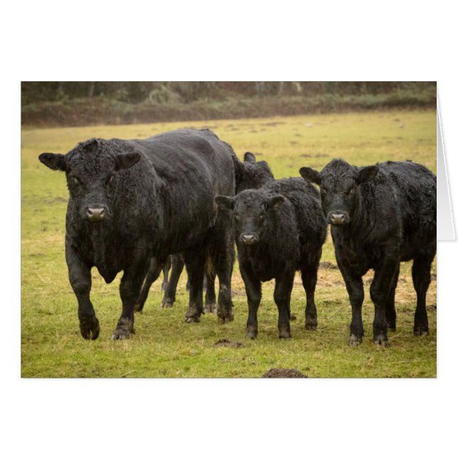 Vaches sous la pluie (Devant horizontal)
