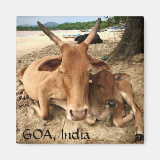 Vaches sur la plage en Inde Magnet