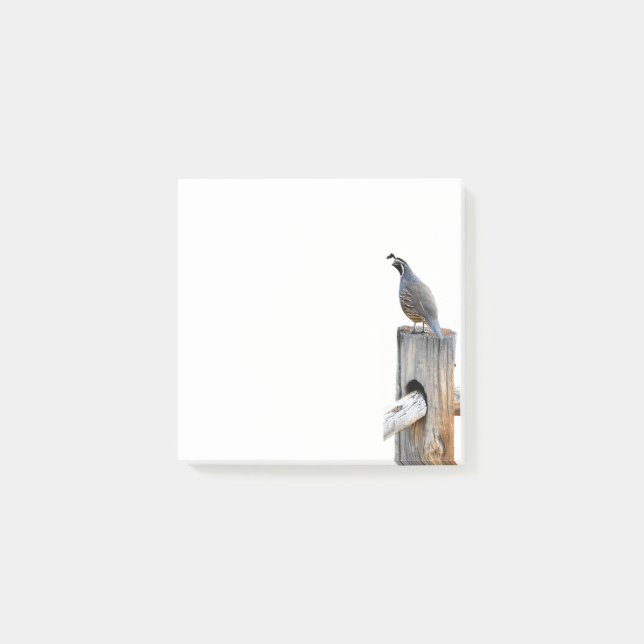 Valley Quail Photo 3x3 Post-it Notes Papeterie (Devant)