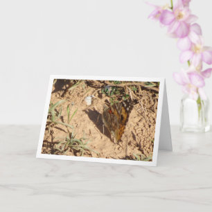 Vanessa cardui - Carte à papillon de la Dame peint