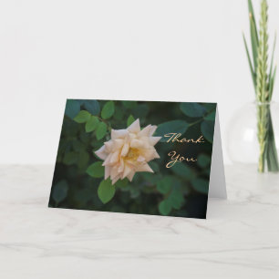 Vanilla Rose merci