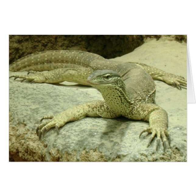 Varanus gouldii (Devant horizontal)