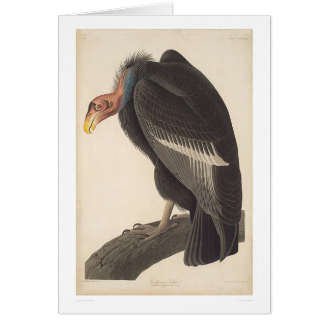 Vautour d'Audubon la Californie (2609A) (Devant)