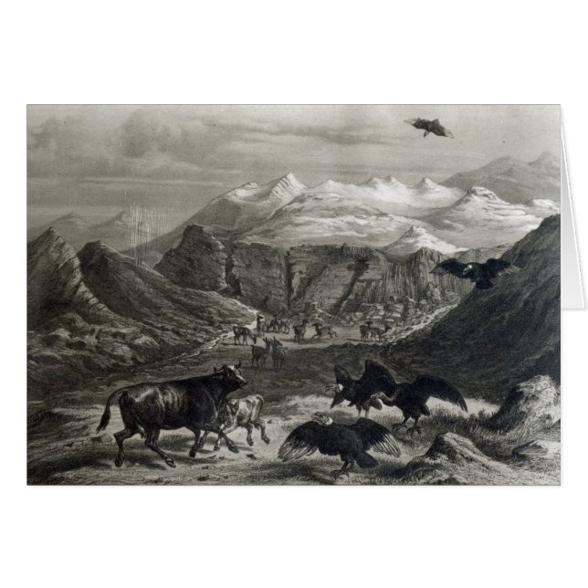 Veau attaqué par les condors (Devant horizontal)