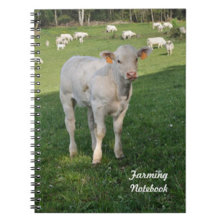 Veau blanc cultivant le carnet