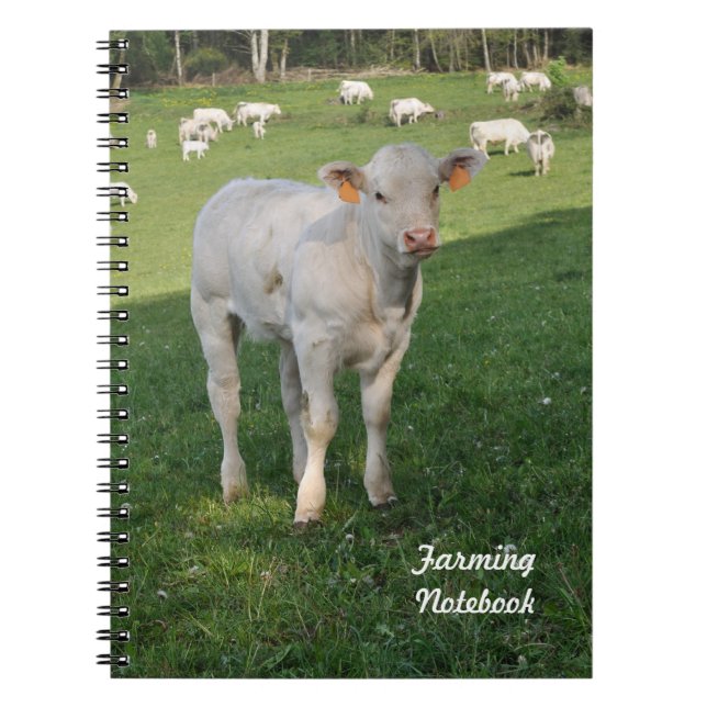 Veau blanc cultivant le carnet (Devant)