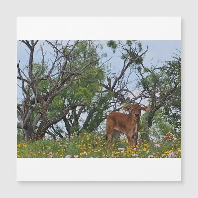 Veau Brahman dans les fleurs sauvages (Devant)