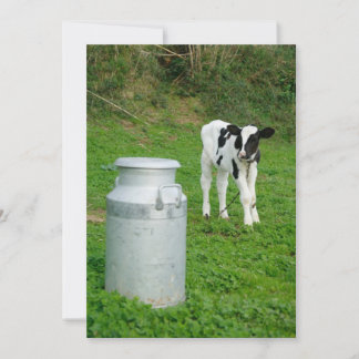 Veau et urne de lait