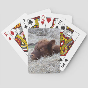 Veau mignon de bébé, cartes de jeu animales de
