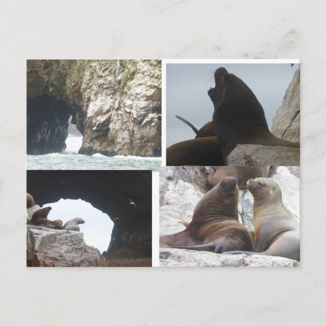 Veaux de mer Pérou Collage Carte postale DIY (Devant)