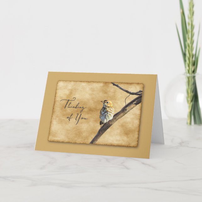 Veery sur une branche - Carte Pensée pour toi (Devant)