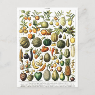 Vegetables Fruit Garden Vintage Botanique Carte po