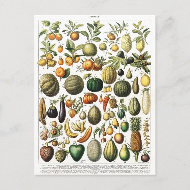 Vegetables Fruit Garden Vintage Botanique Carte po (Devant)