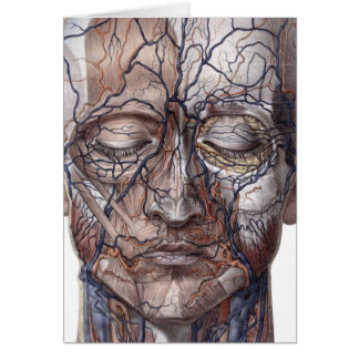 Veines et muscles principaux