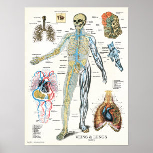 Veins poumons Poster de l'anatomie humaine 18 x 24