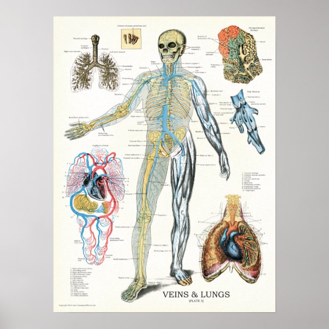 Veins poumons Poster de l'anatomie humaine 18 x 24 (Devant)