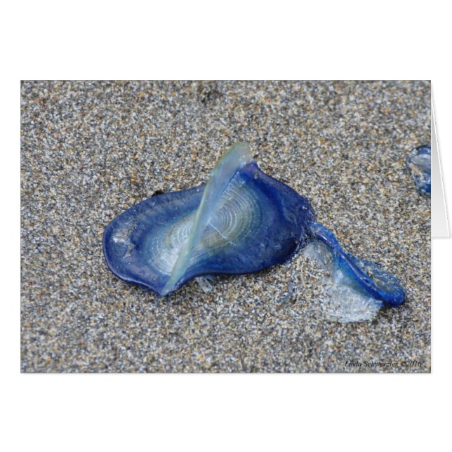 Velella Jellyfish (Devant horizontal)
